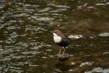 White-throated dipper Cinclus cinclus