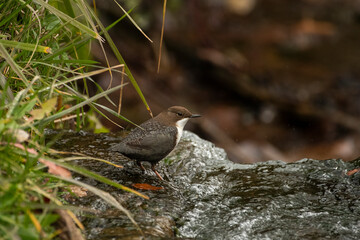 White-throated dipper Cinclus cinclus