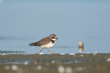 Common ringed plover (Charadrius hiaticula)