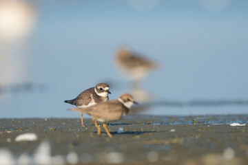  Common ringed plover (Charadrius hiaticula)