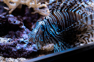 Poissons dans un aquarium