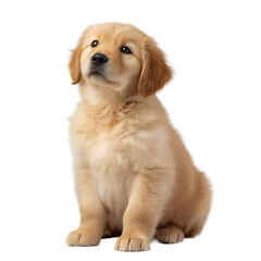 Golden Wonder A Fluffy Golden Retriever Puppy Gazes at Dreams Above