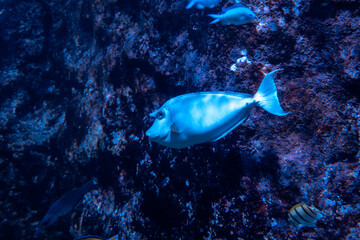 Poissons dans un aquarium