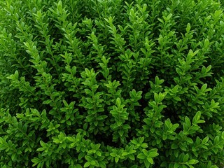 Frontal view of a dense green boxwood shrub filling the entire frame, sharp detail, natural light, no background visible.