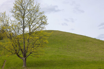 Majestic tree standing alone on a grassy hill under a cloudy sky during springtime
