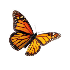 Fototapeta premium Natures Artistry An Exquisite Orange and Black Butterfly Displaying Intricate Patterns Against a Transparent Canvas
