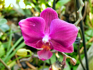 Close up of a Moth Orchid (Pink Phalaenopsis), taken on the Island of Madeira
