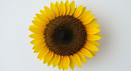 Fototapeta premium Single Sunflower on White Background - Vibrant yellow sunflower isolated on a white backdrop. Perfect for summer, nature, and floral themes