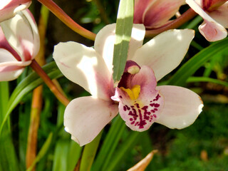Close up of a White and Pale Pink Cymbidium Orchid with speckled labellum, taken on the Island of Madeira
