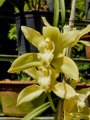 Obraz premium Close up of a Green Cymbidium Orchid with red labellum, taken on the Island of Madeira 