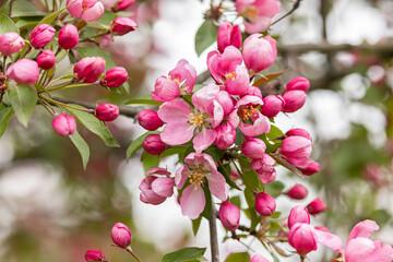 Crabapple Tree