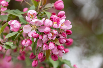 Crabapple Tree
