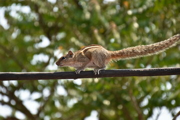 Squirrel on a wire