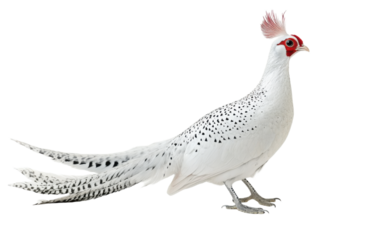 White bird with a red head and black and white feathers