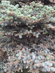 pine tree
