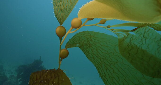 Gas filled floats on end of giant brown kelp closeup.