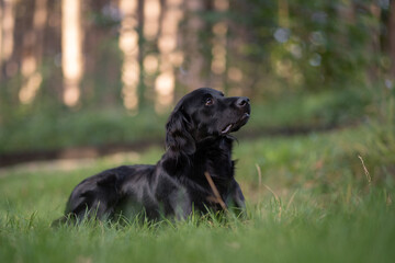 Black dog lying on grass in a sunlit forest surrounded by trees and greenery