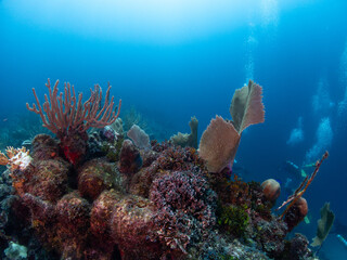 coral reef and diver