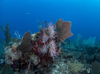 coral reef with fish