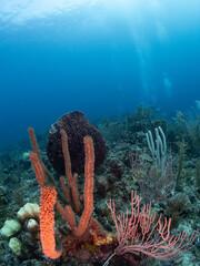 coral reef