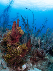 coral reef