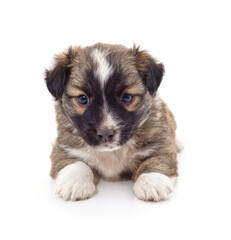 Obraz premium One little puppy.