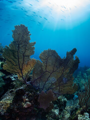 coral reef