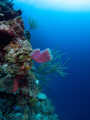 coral deep reef
