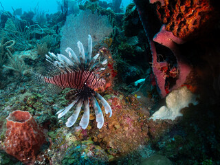 Lionfish in the reef