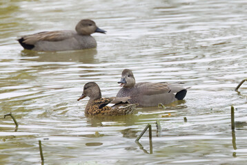 three gadwall ducks, gadwall ducks on the pond in the mating season, idyllic scene on the lake with peaceful ducks, idyllic nature with water birds, Mareca strepera