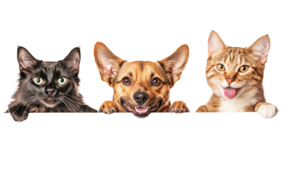 Three cats and a dog are looking at the camera