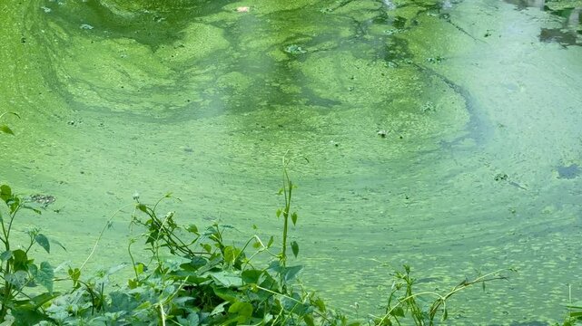 Green Azolla Floating on Pond Water | Natural Aquatic Plant Stock Footage