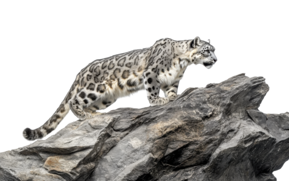 White tiger is walking on a rocky surface
