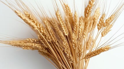Fototapeta premium A realistic bundle of golden wheat tied with twine, set against a clean white background, ideal for agricultural, harvest, or natural food themes...