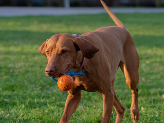 A ungarian magyar vizsla dog in motion isolated closeup in jena