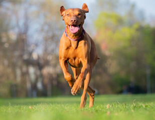 A ungarian magyar vizsla dog in motion isolated closeup in jena