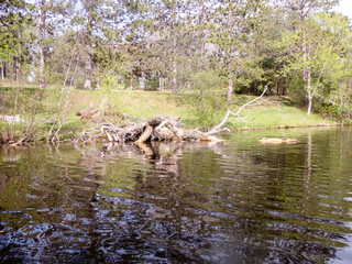 A fell tree in the river