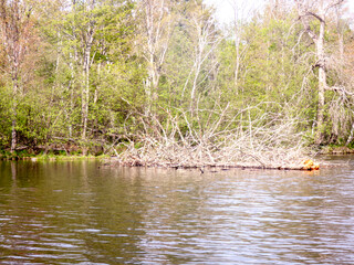 A fallen pine tree in the water.