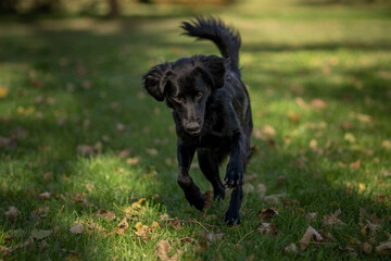 Black dog joyfully running through a grassy field covered with colorful autumn leaves in a serene outdoor setting