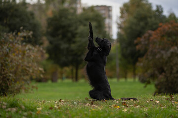 Black dog performs a playful standing trick in the park during autumn days surrounded by trees and...