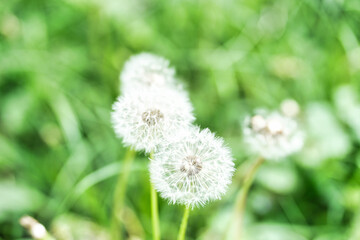 Obraz premium dandelion in the grass