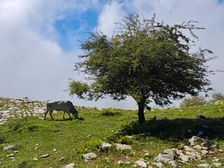 Natura