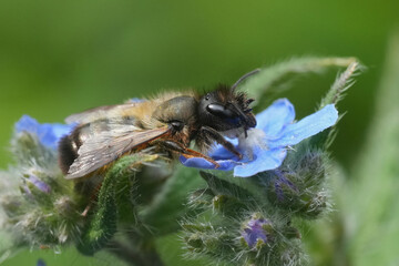 Closeup on a female red mason bee, Osmia bicornis on a blue flowering green alkanet in the garden
