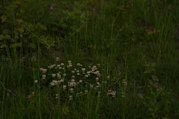 grass in the wind