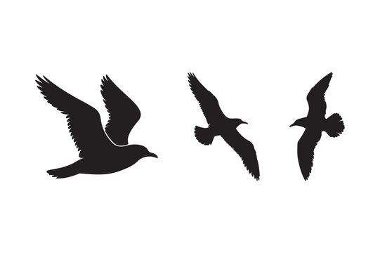 Flying Bird Silhouettes Vector Art Black Seagull Clipart on White Background