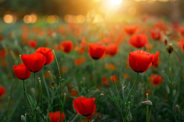 Field of red poppies