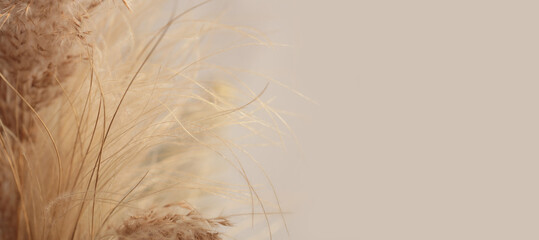 Smoke soft focus dry wild grass. Nature beige, brown neutral natural beige blur horizontal background.