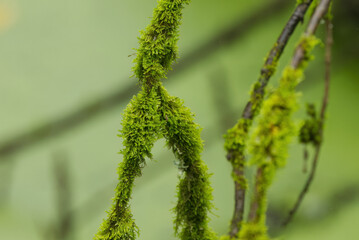 Branches full of moss, branches have turned green due to moss growth, heavy growth of moss, green...