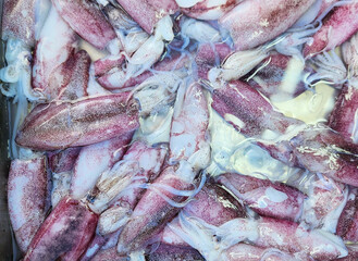 Fresh squid in ice background, Fresh seafood at the seafood market