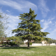 Cedrus deodara